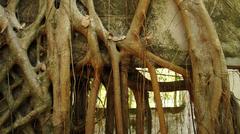 roots in Armero city ruins