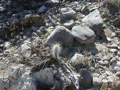 10cm long seedling of Cephalocereus columna-trajani