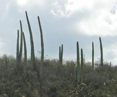 Cephalocereus columna-trajani cactus near Tehuacán in Puebla, Central Mexico