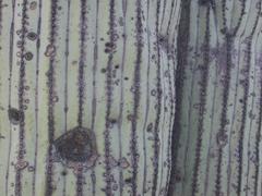 Detail of Cephalocereus columna-trajani epidermis