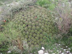 Ferocactus robustus cactus in bloom