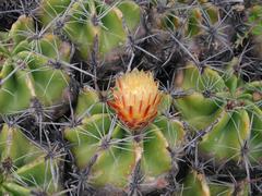 Ferocactus robustus flower