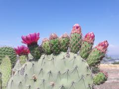 Nopal with flowers and fruits in Tehuacán biosphere reserve