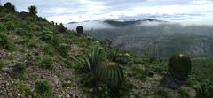 Tehuacán Valley matorral landscape near San Antonio Texcala, Puebla, Mexico