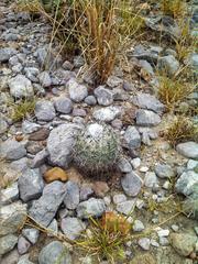 Biosphere Reserve cactus bisnaga