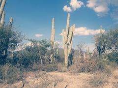 Cactus in Tehuacán-Cuicatlán Biosphere Reserve