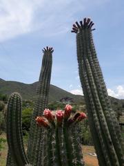 cactus with fruits and flowers