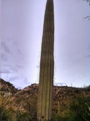 giant cactus in a Biosphere Reserve or Geopark