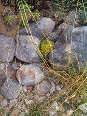 emerging cactus in Biosphere Reserve