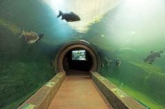 aquarium exhibit with various fish swimming