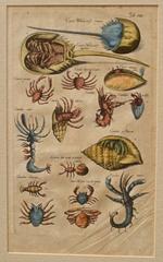 Crustaceans and Echinoderms illustration by Matthias Merian