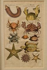 Crustaceans and echinoderms illustration by Matthias Merian