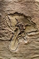 Archaeopteryx fossil replica