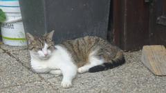 Gray tabby cat resting on a wooden chair outdoors