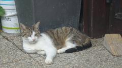 Grey tabby cat lying on grass with a relaxed expression