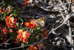 Horsnell Gully Conservation Park