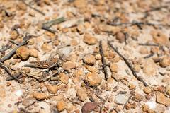 unknown orthopteran on the Horsnell Gulley walk