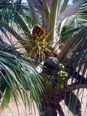 Coconut Palm tree with pollinating insects transferring pollen to embryonic fruit