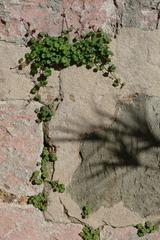 plants growing in cracks of the wall in Jardí del Bisbe, Palma de Mallorca, February 2024