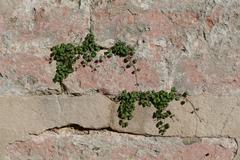 Plants growing in wall cracks at Jardí del Bisbe in Palma de Mallorca