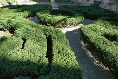 ornamental hedge in Jardí del Bisbe, Palma de Mallorca, February 2024