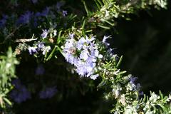 flowering rosemary in Jardí del Bisbe in February 2024