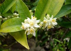 Fortunella margarita fruit on tree