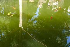 Fountain with goldfish in Jardí del Bisbe, Palma de Mallorca