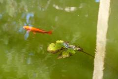 Fountain with goldfish in Jardí del Bisbe, Palma de Mallorca