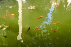 Fountain with goldfish in Jardí del Bisbe