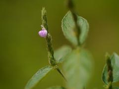 Justicia diffusa plant with pink flowers