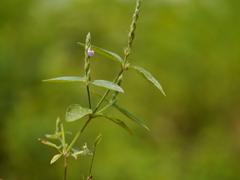 Justicia diffusa plant with green leaves in natural habitat