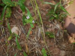 Madanagamti plant with green leaves and small white flowers
