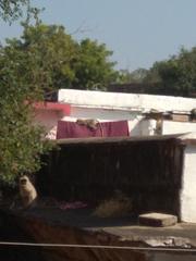 monkey sleeping on wet cloth hanging on wire