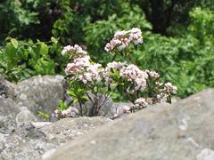 Flowers on Humpback Rock in the Blue Ridge Mountains