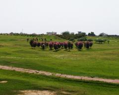 Landscape view of Raja Harsh ka Tila site