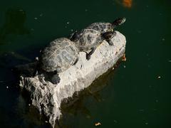 Turtles at Parque Colomos