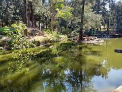 small lagoon in Bosque Colomos, Guadalajara