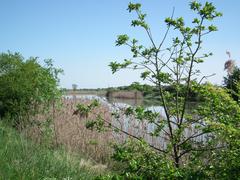 Les marais de la Seudre at Saujon