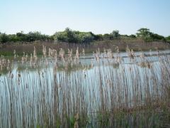 La Seudre and its reed beds in Saujon
