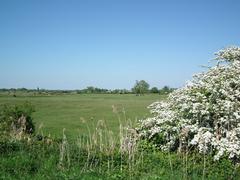 Marais de la Seudre at Saujon