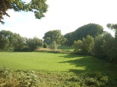 View of meadows from Altem Rhein in NSG Urdenbacher Kämpe