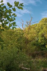 Baum am Urdenbacher Altrhein in protected area