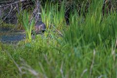 Beaver in the underbrush of Urdenbacher Altrhein nature reserve