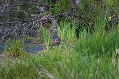 a hidden beaver in Urdenbacher Altrhein