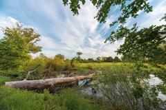 fallen tree over the Urdenbacher Altrhein