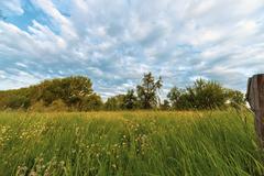 scenic view of a flower meadow with trees in the background