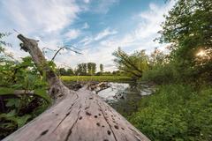 view over a fallen tree onto the Urdenbacher Altrhein