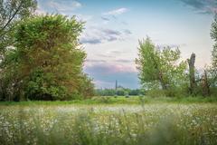 wildflower meadow with a view of Zons