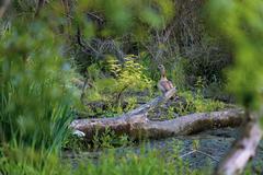 Ducks behind a fallen tree at Urdenbacher Altrhein